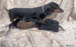 Dachshund dogs for sale: Dachshund puppies  - Image 7