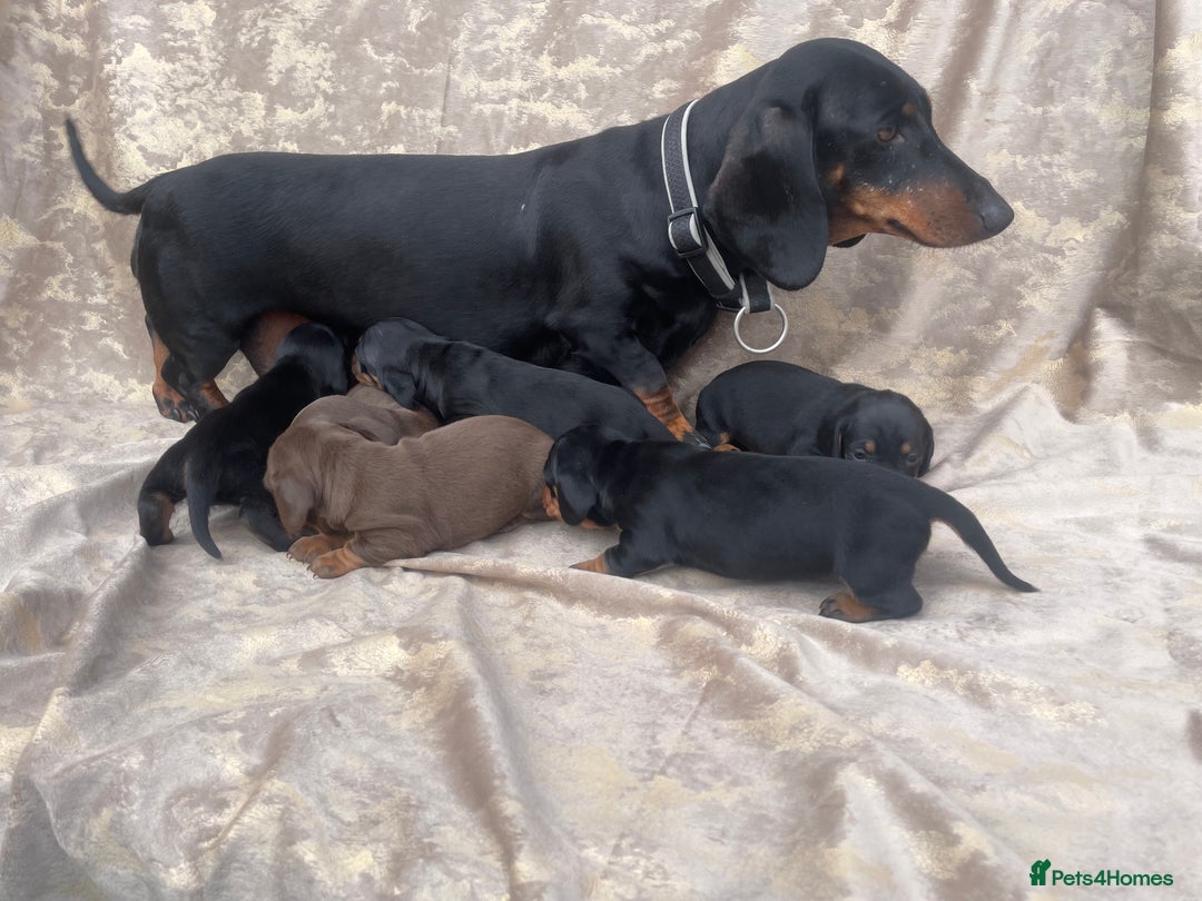 Dachshund dogs for sale: Dachshund puppies  - Image 7