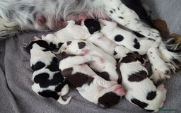 English Springer Spaniel dogs for sale:  🐶 Adorable Springer Spaniel Puppies🐾 - Image 2