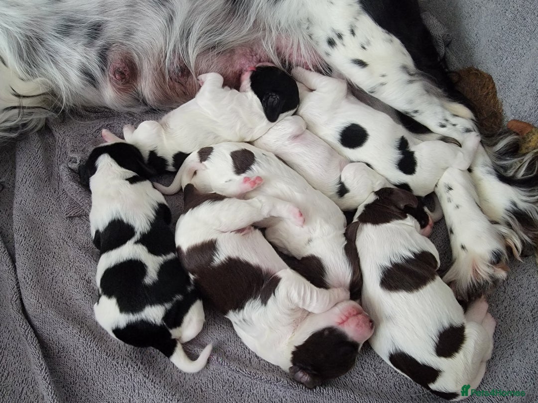 English Springer Spaniel dogs for sale:  🐶 Adorable Springer Spaniel Puppies🐾 - Image 2