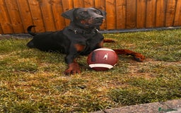 Dobermann dogs for sale: ⭐️ Pregnancy confirmed FULL EUROPEAN DOBERMANN ⭐️ - Image 13