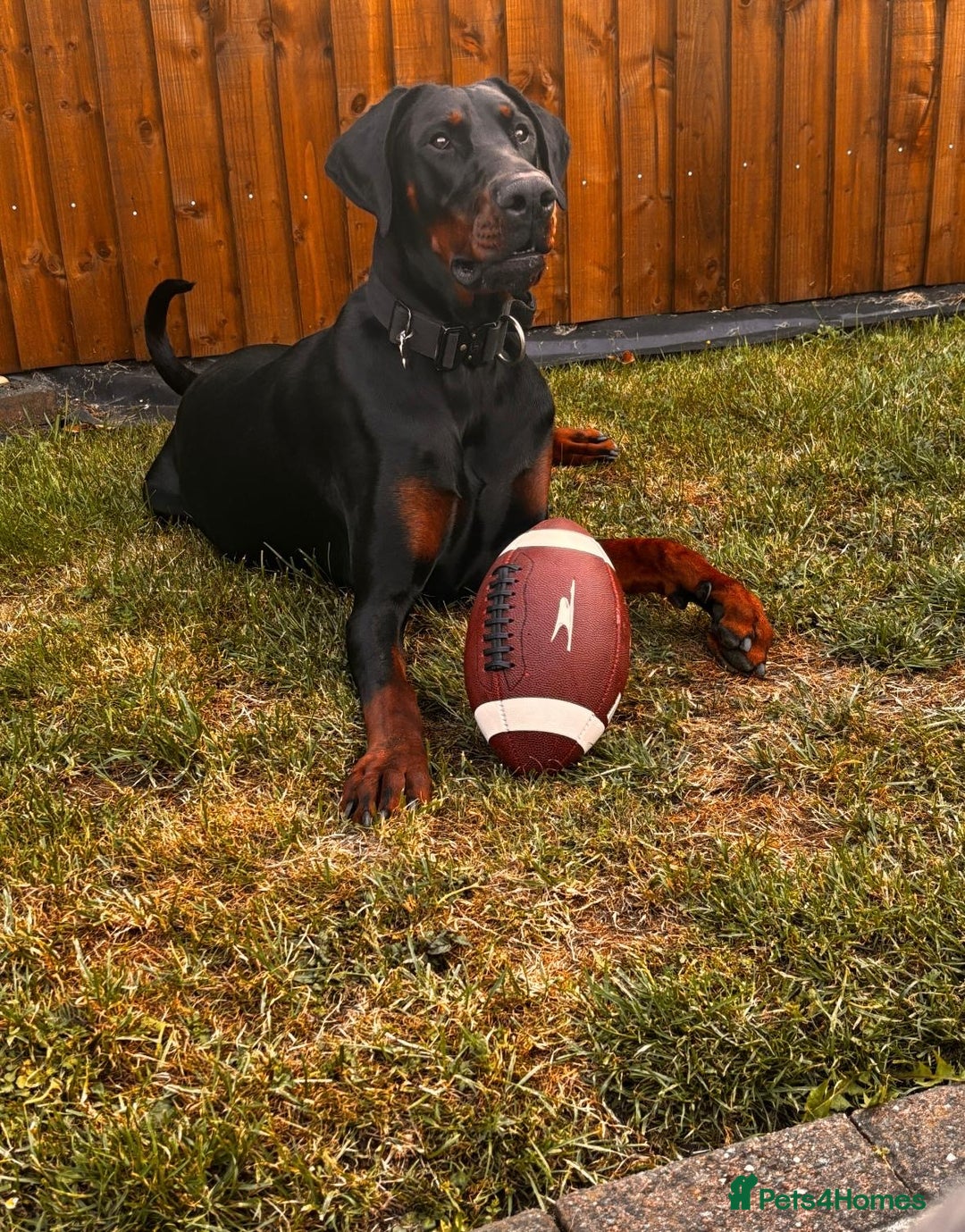 Dobermann dogs for sale: ⭐️ Pregnancy confirmed FULL EUROPEAN DOBERMANN ⭐️ - Image 13