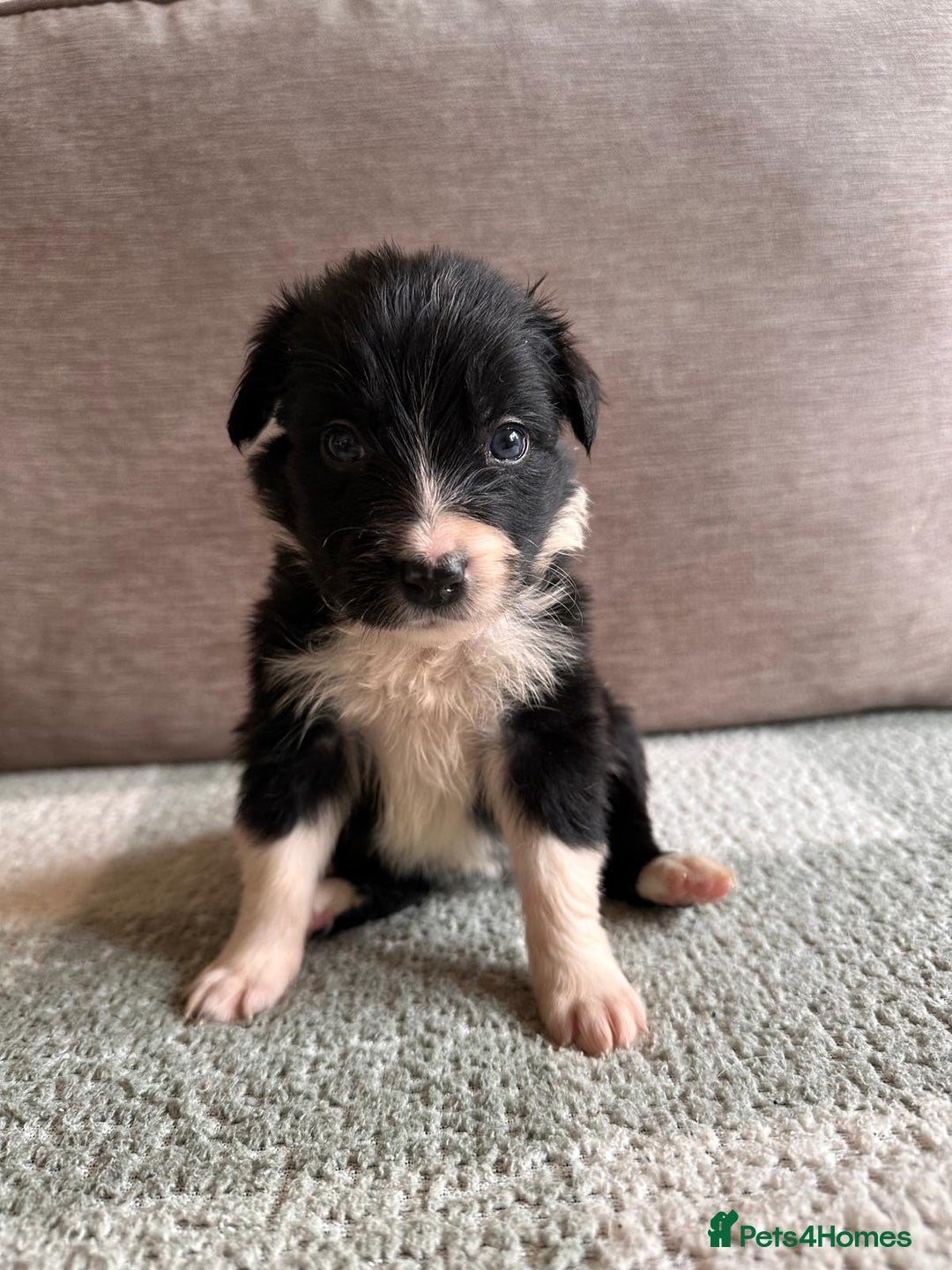 Border Collie dogs for sale: 10 Beautiful Border Collie Puppies - Image 14