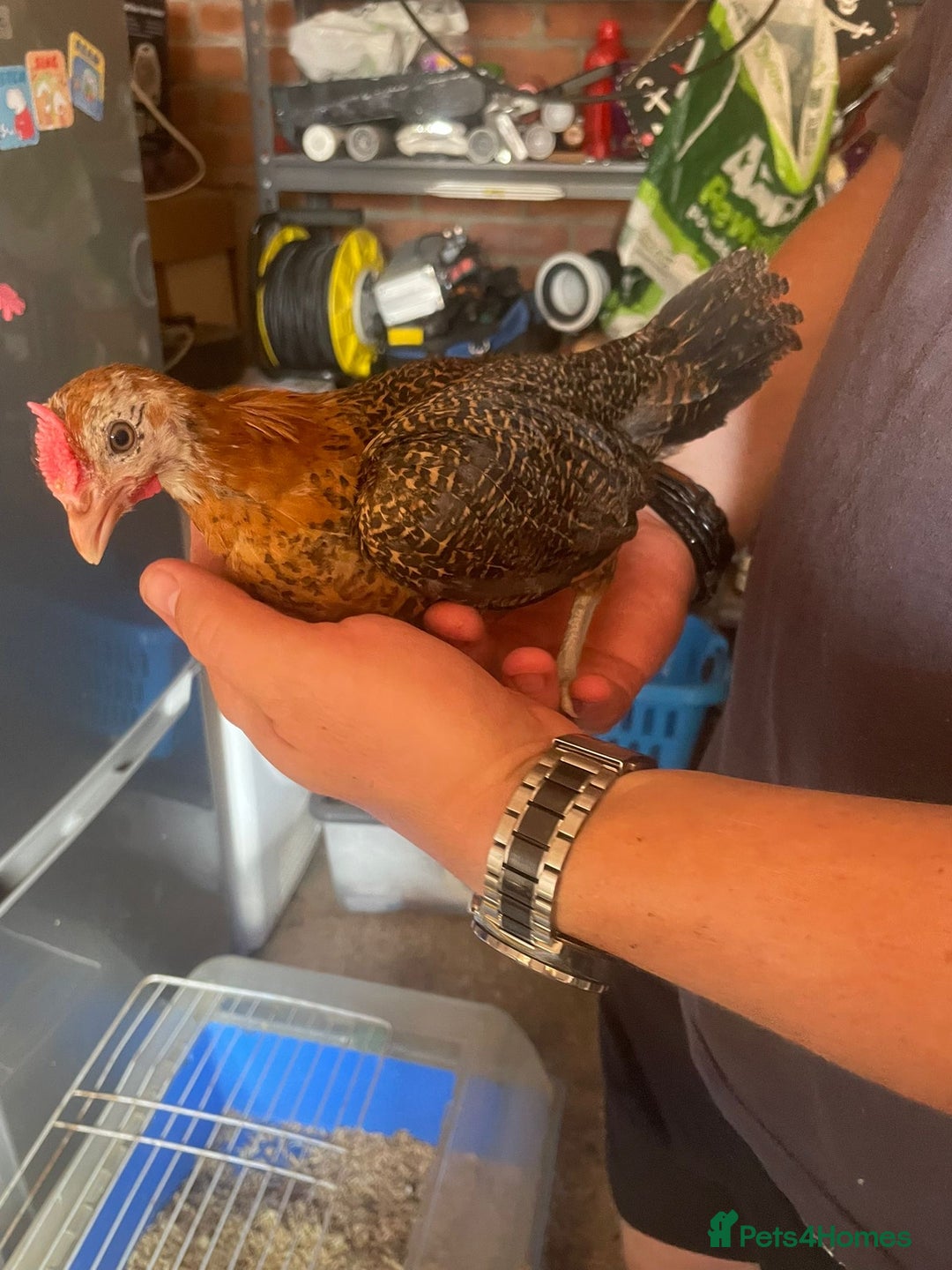 Chickens poultry for sale: Golden pencil Hamburgs - Image 2