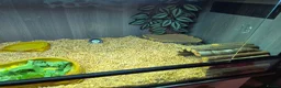 Tortoise reptiles for sale: Baby Hermann Tortoise with complete setup - Advert 5