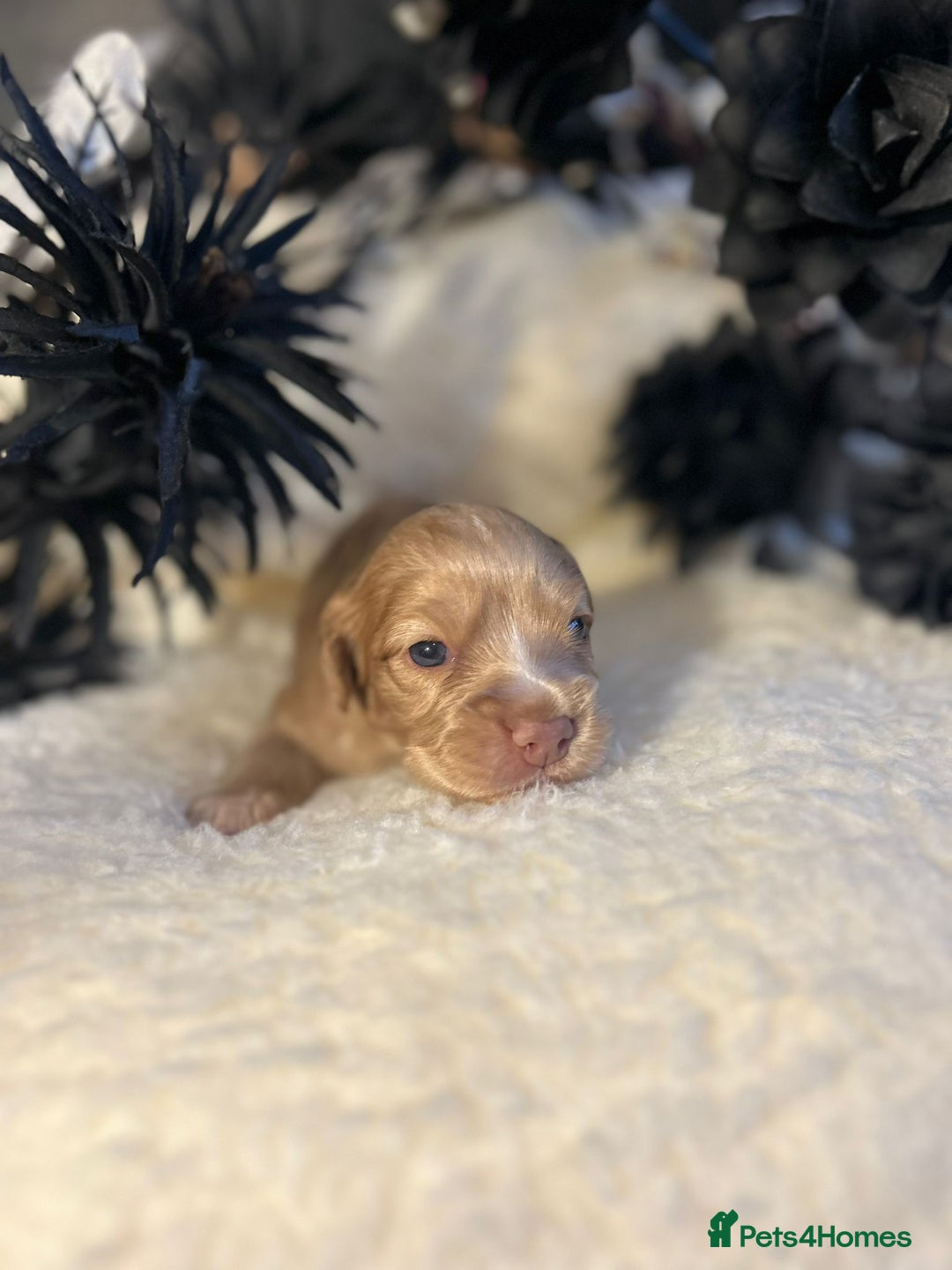 Cockapoo dogs for sale: Merle cockapoo  - Image 4