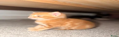 Mixed Breed Kitten 2