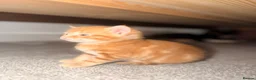 Mixed Breed cats for sale: Maine Coon & British Shorthair  - Advert 7