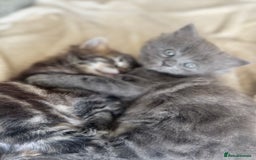 Maine Coon cats for sale: Gorgeous blue female Mainecoon  - Image 11
