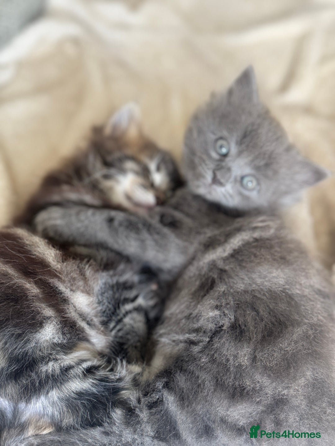 Maine Coon cats for sale: Gorgeous blue female Mainecoon  - Image 11