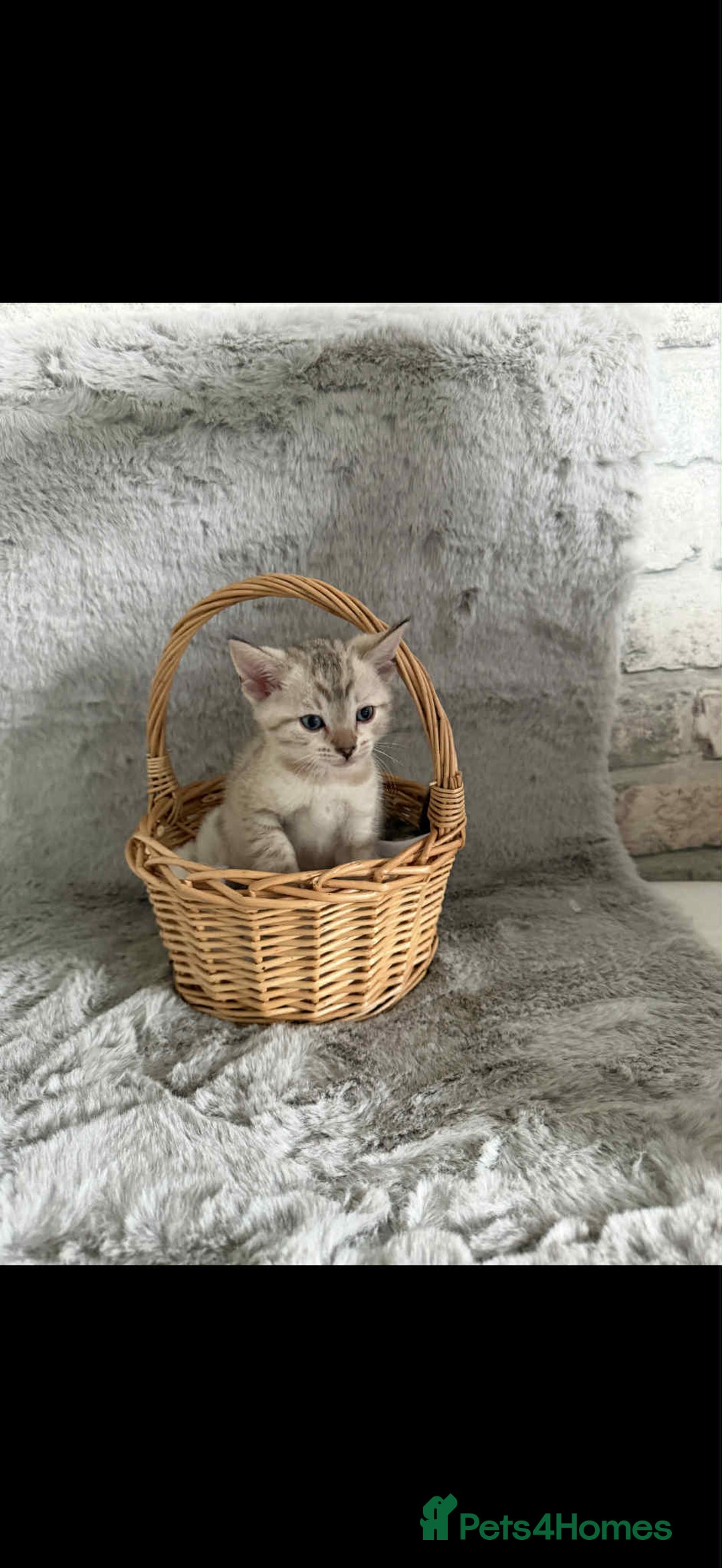 Bengal cats for sale: Stunning bengal kittens for sale to loving home - Image 27