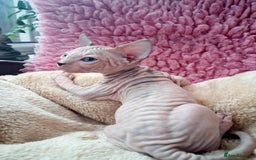 Sphynx cats for sale: Sphynx Kittens - Image 1