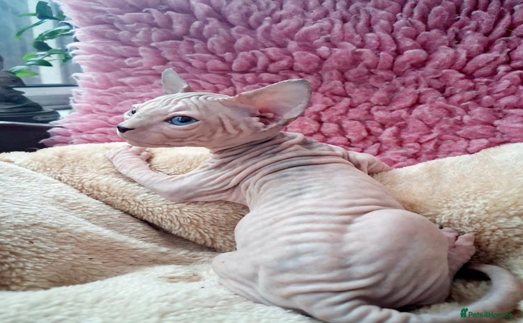 Sphynx cats - Advert 1