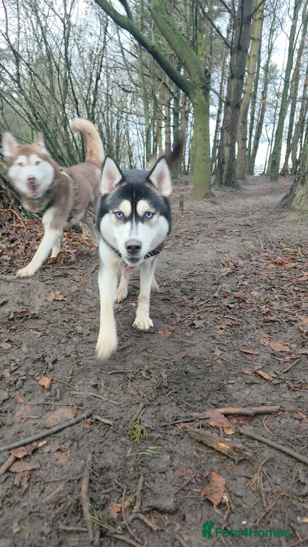 Siberian Husky dogs for sale: Meet Alfie the Husky 🐕💙 - Advert 3