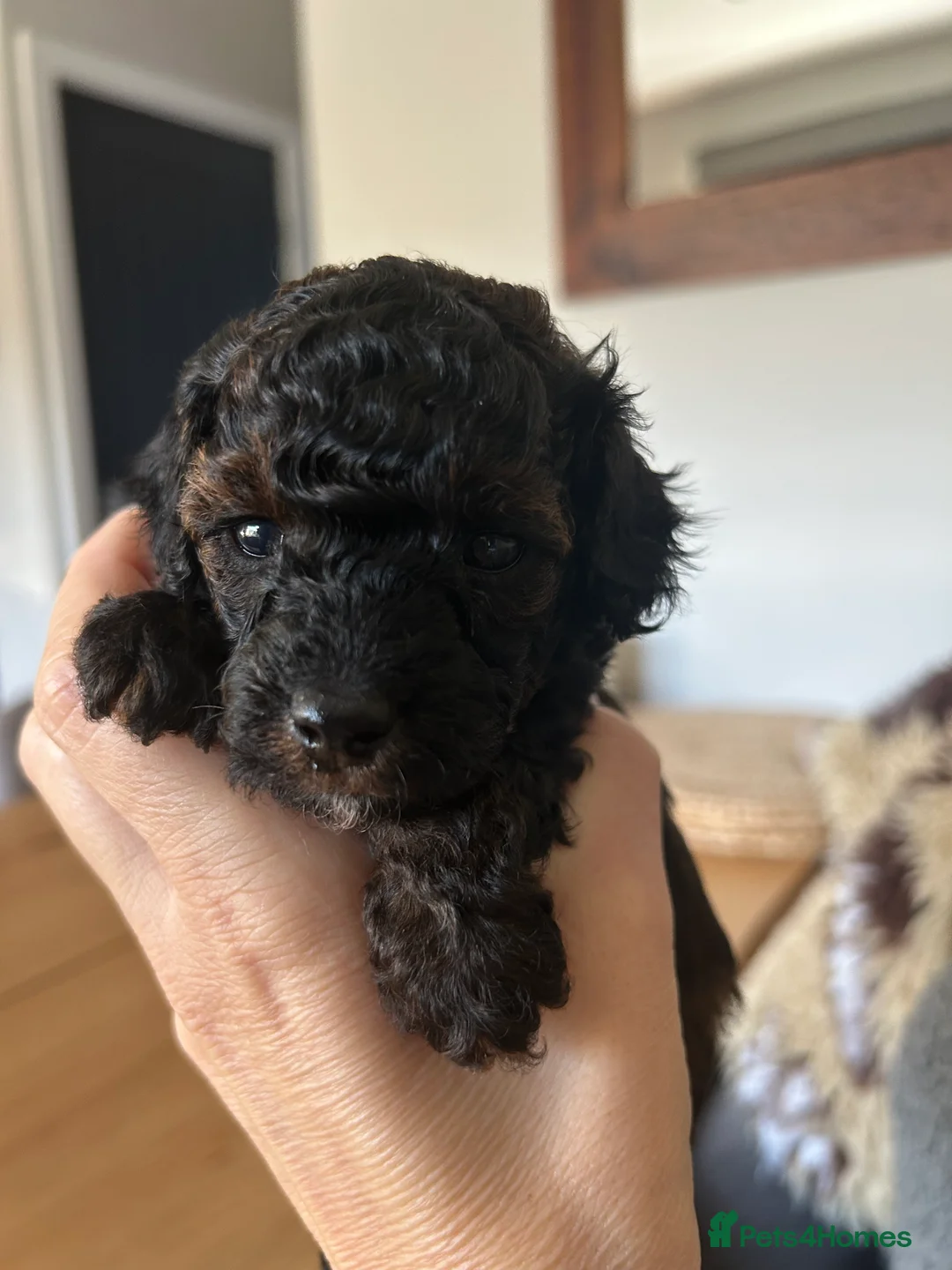 Toy Poodle dogs for sale: Outstanding toy poodles  - Advert 11