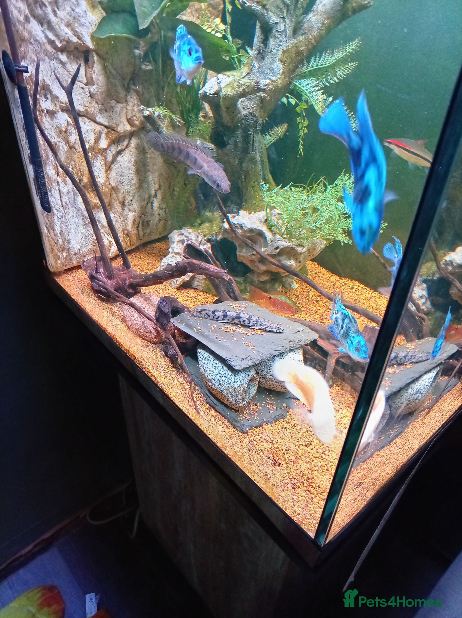 Cichlids fish Emperor snakehead channa perfect specimen BARGAIN - Advert 1