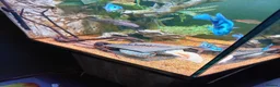 Cichlids fish for sale: Electric blue jack Dempseys,pink Oscar,barb,bichir - Advert 4
