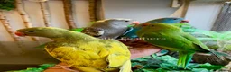 Ringnecks birds for sale: Hand Reared Baby Indian Ringneck Parrots For Sale - Advert 20