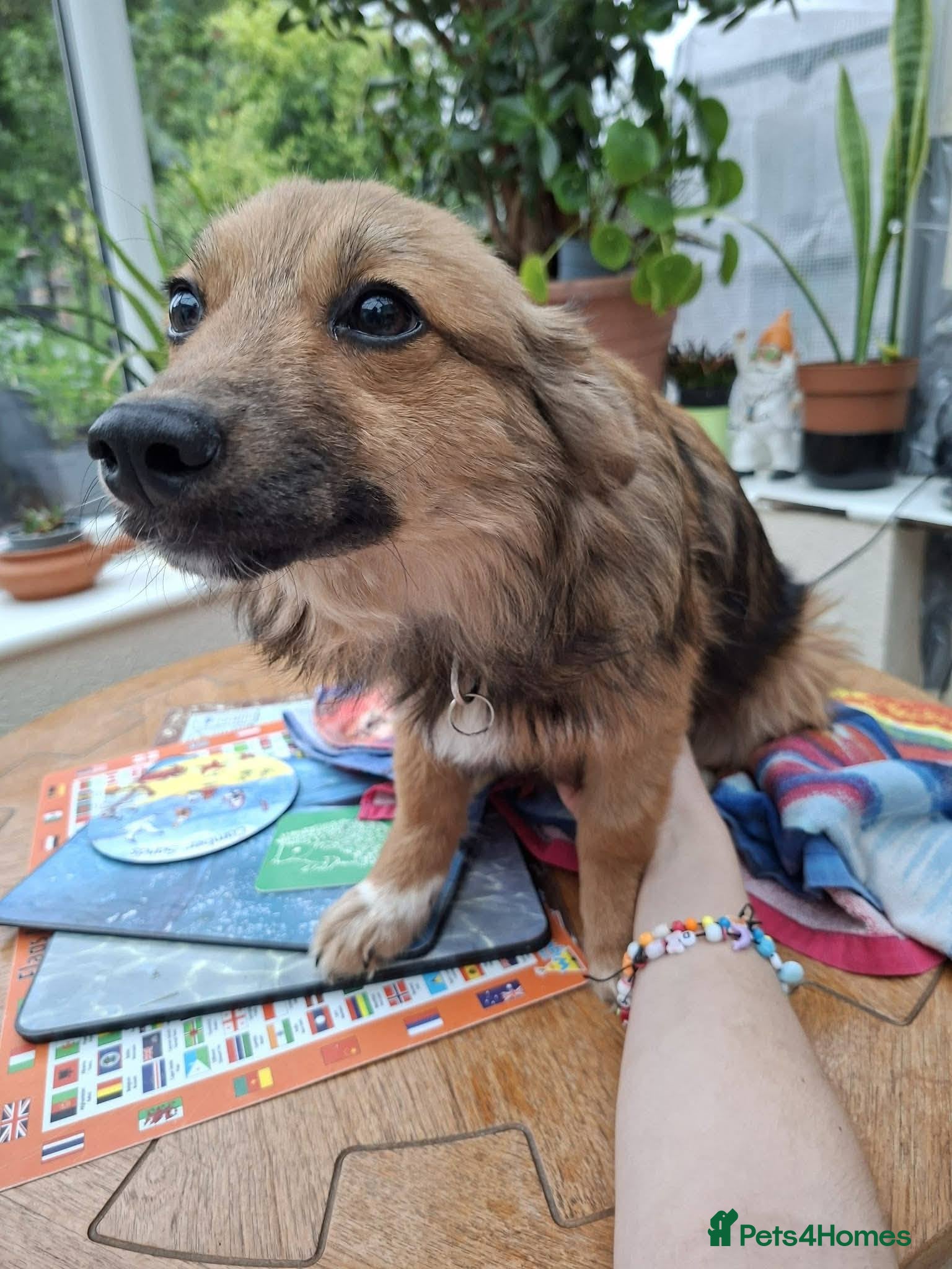 Mixed Breed dogs for adoption: Blossom for adoption in Bedford - Advert 3
