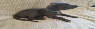 Whippet 5