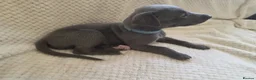 Whippet dogs for sale:  Beautiful blue whippet pups ror sale - Advert 6