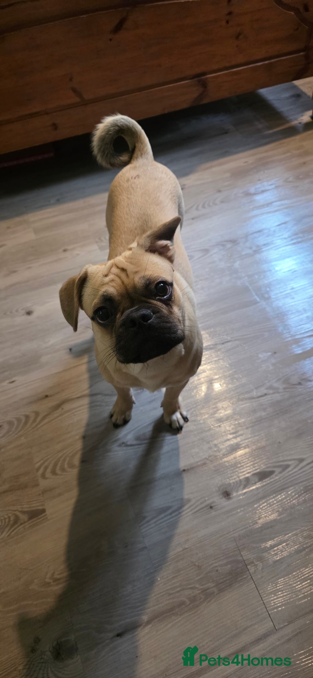 Mixed Breed dogs for sale: Bear for rehome - Advert 10