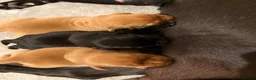 Labrador Retriever dogs for sale: KC reg Labrador puppies: 1 Fox Red, 1 black  in Northwich - Advert 3