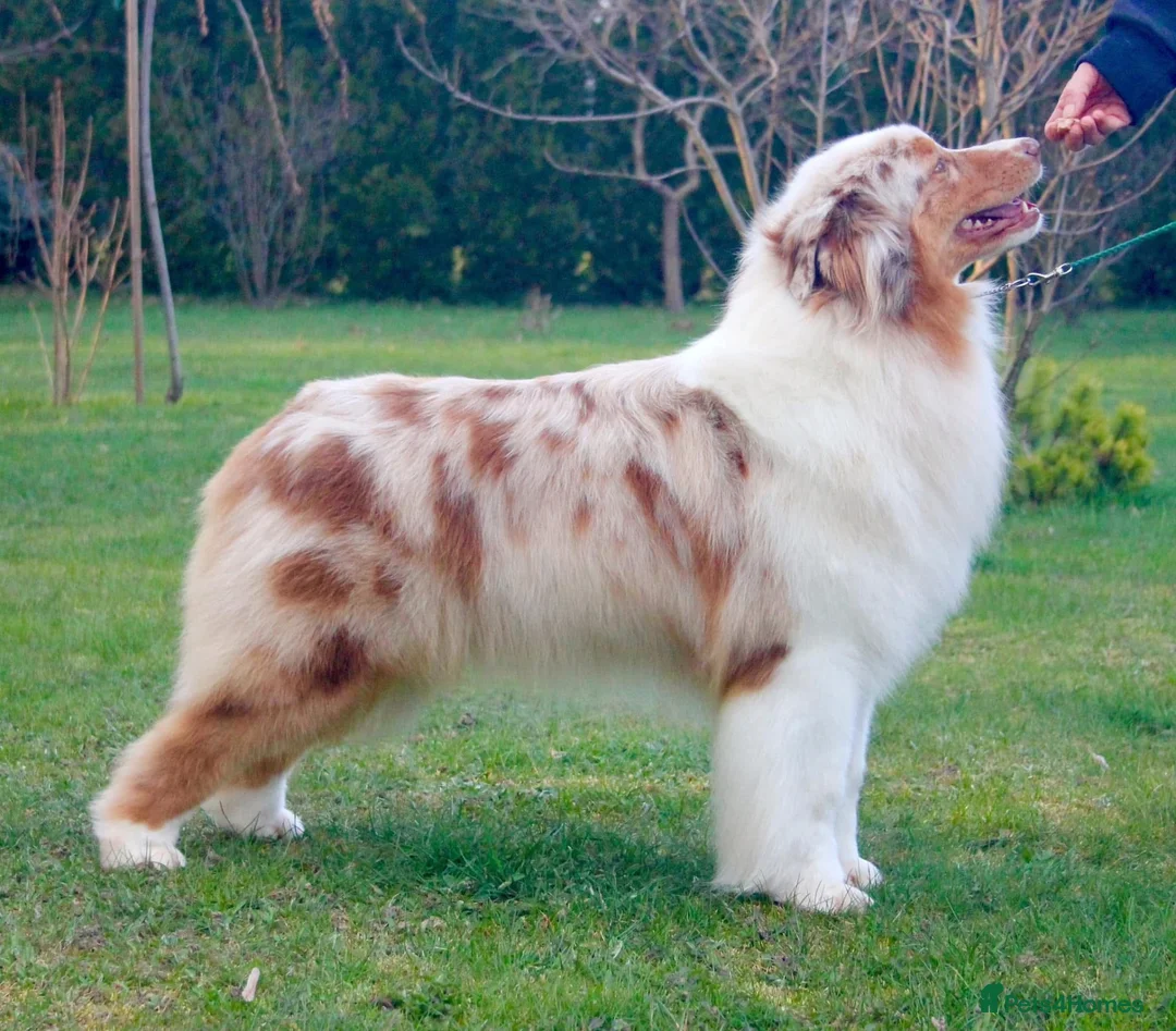 Australian Shepherd dogs for sale: Australian Shepherd  - Advert 2