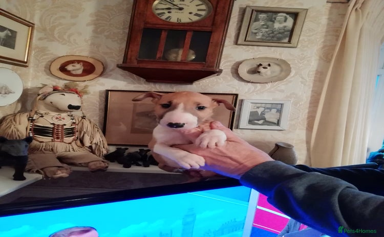 English Bull Terrier dogs English Bull Terrier puppies  - Advert 4