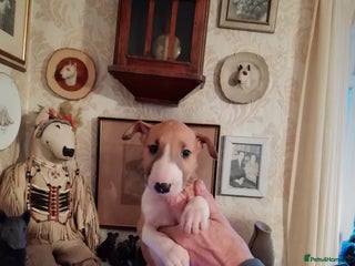 English Bull Terrier dogs English Bull Terrier puppies - Advert 5