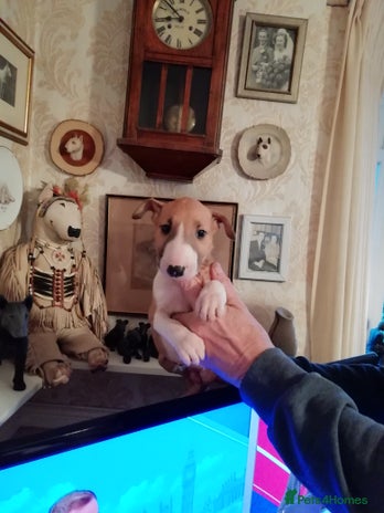 English Bull Terrier dogs English Bull Terrier puppies - Advert 4