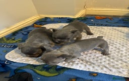 French Bulldog dogs for sale: 3 beautiful frenchie boys  - Image 4