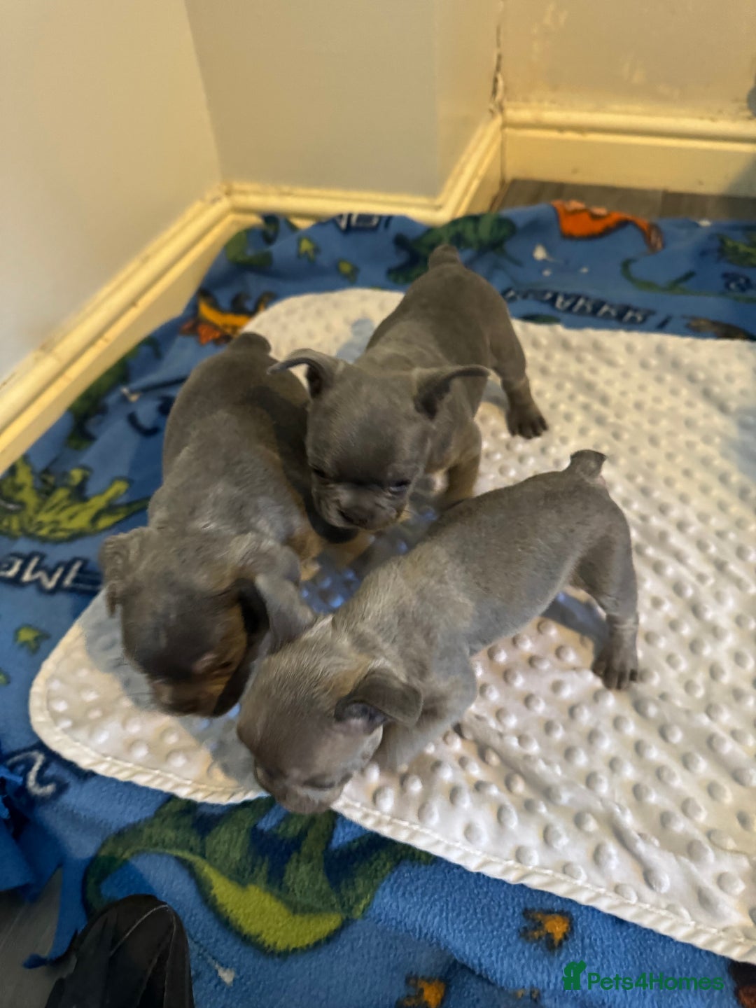 French Bulldog dogs for sale: 3 beautiful frenchie boys  - Image 4