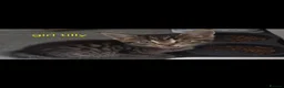 Mixed Breed cats for sale: Tabby kittens - Advert 14