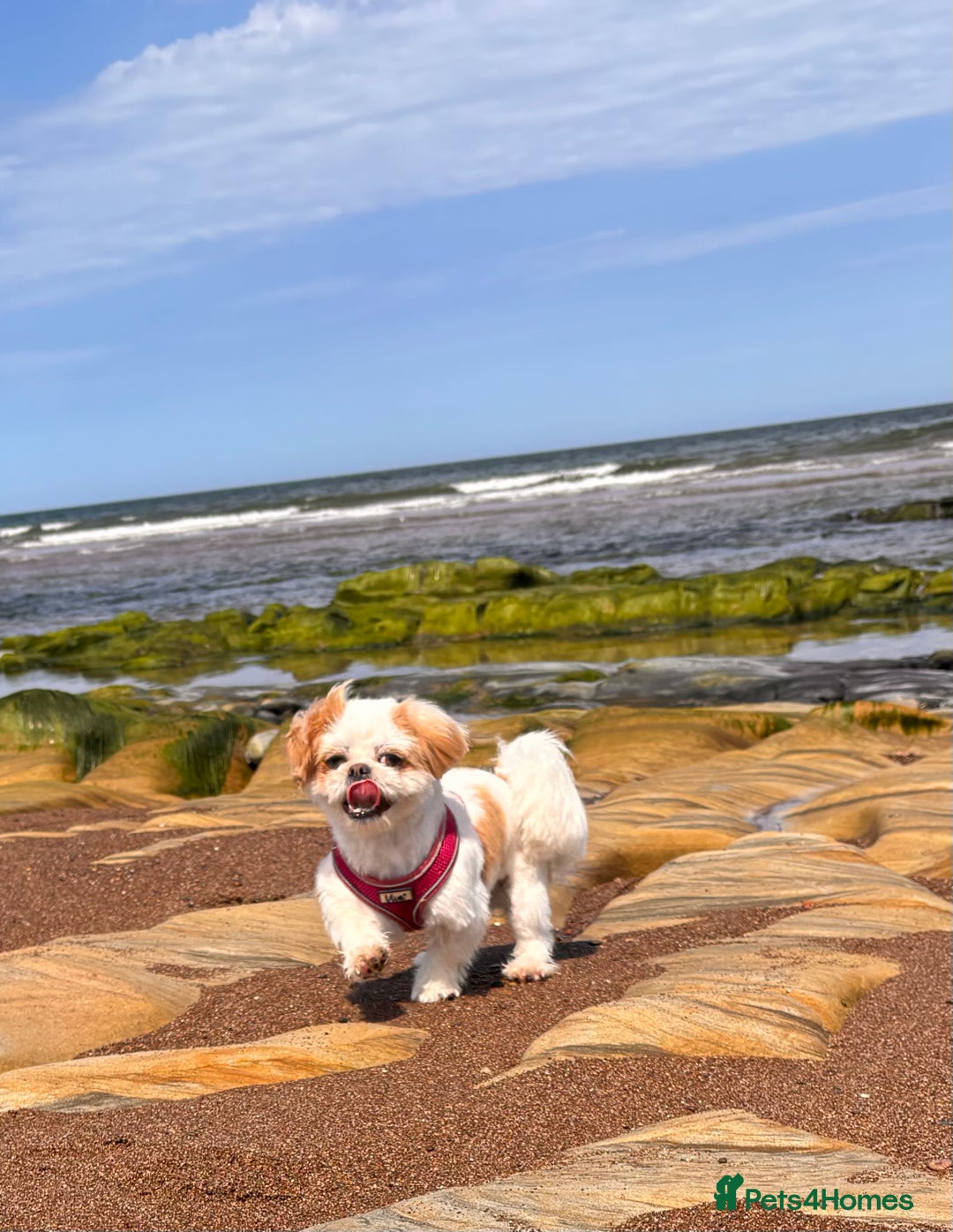 Malshi dogs for sale: 🐶 Adorable Maltese–Shih Tzu Puppies for Sale - Advert 5