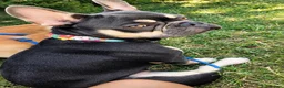 French Bulldog dogs for sale: Beautiful Black & Tan French Bulldog in London - Advert 1