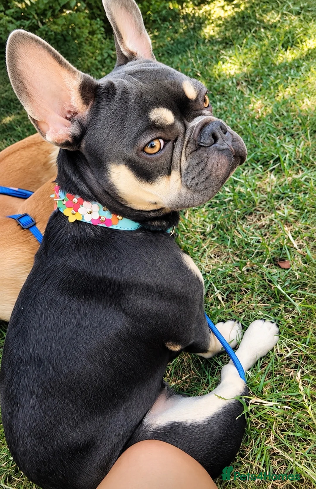 French Bulldog dogs for sale: Beautiful Black & Tan French Bulldog in London - Advert 1