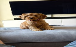Cockapoo dogs for sale: 10 week old cockerpoo - Image 1