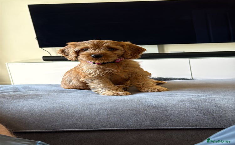 Cockapoo dogs - Advert 1
