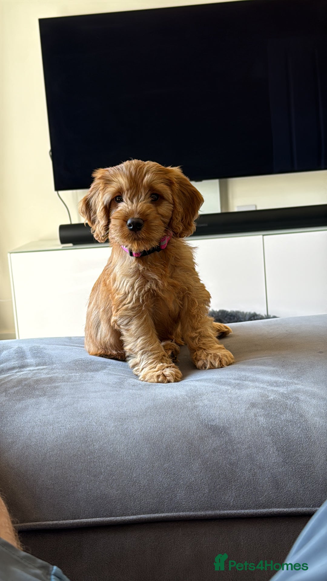 Cockapoo dogs for sale: 10 week old cockerpoo - Image 1