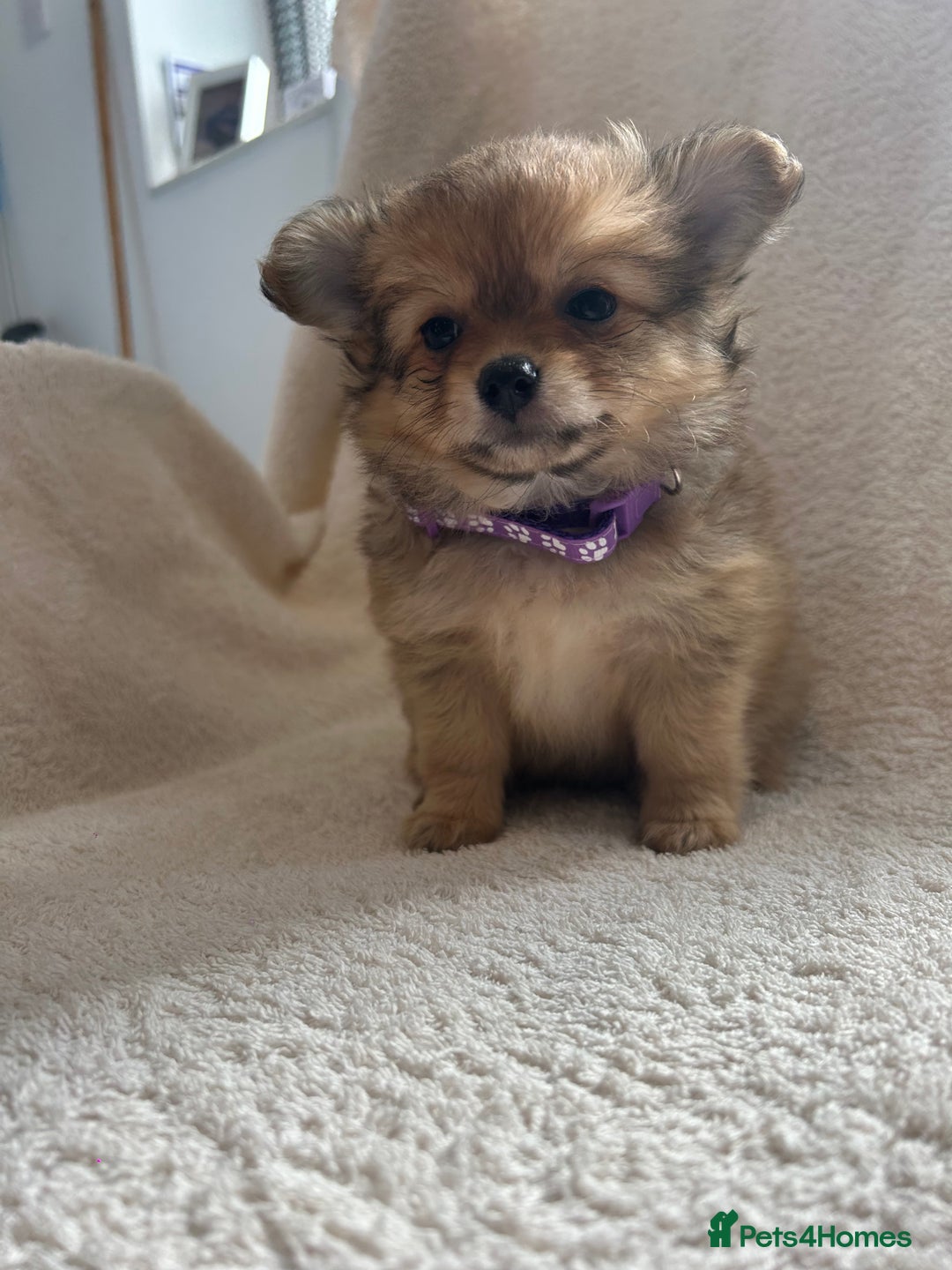 Pomchi dogs for sale: Beautiful fluffy pomchi puppies  - Image 3