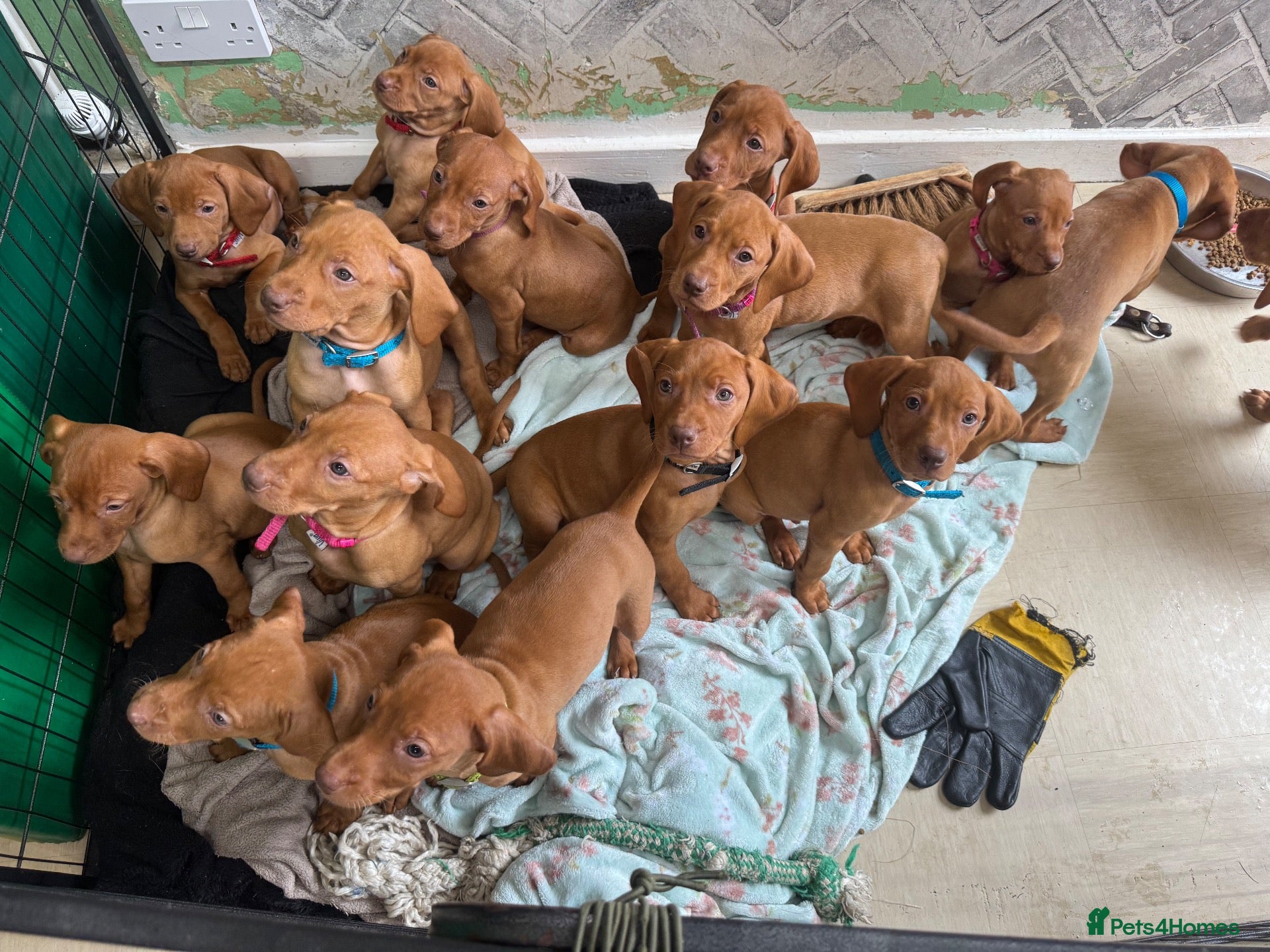 Hungarian Vizsla dogs for sale: Beautiful Hungarian vizsla - Advert 13