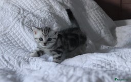 British Shorthair cats for sale: GCCF British Shorthair Silver Kittens - Advert 10