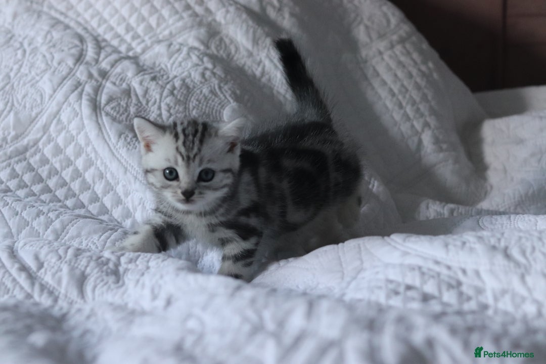 British Shorthair cats for sale: GCCF British Shorthair Silver Kittens - Advert 10