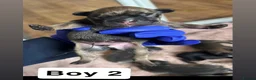 French Bulldog dogs for sale: Beautiful French Bulldog Puppies – 6 Healthy Pups - Advert 17