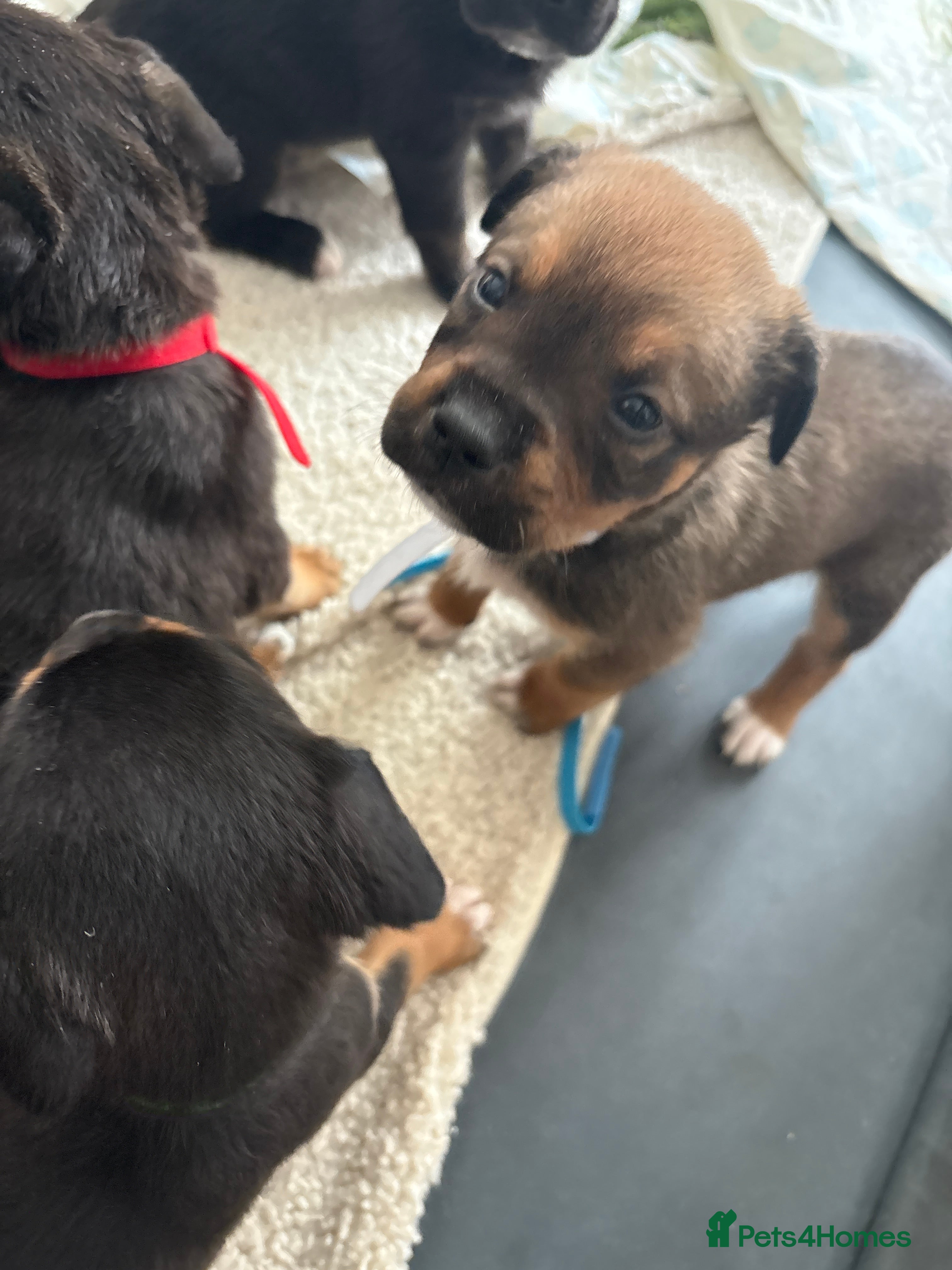 Mixed Breed dogs Beautiful Rottweiler mix puppies for forever home - Advert 2