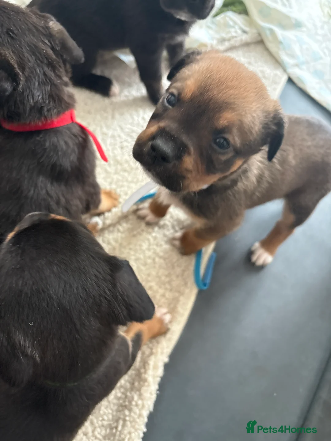 Mixed Breed dogs for sale: Beautiful Rottweiler mix puppies for forever home in Beverley - Advert 2