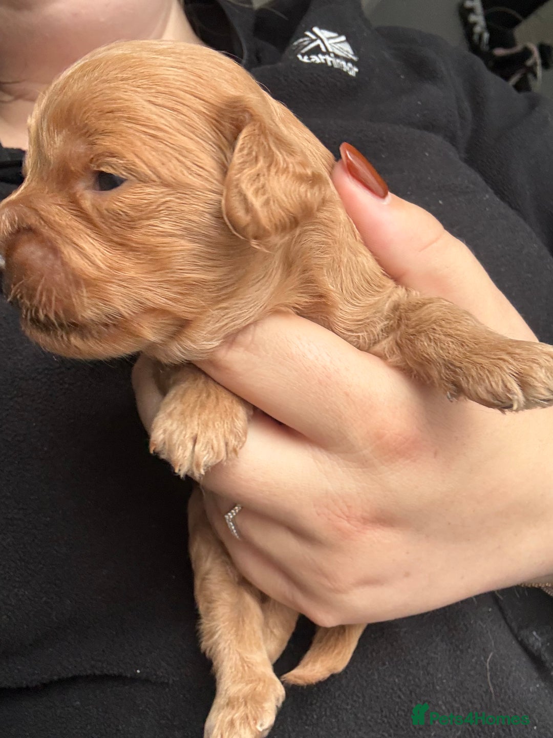 Cockapoo dogs for sale: Cockapoo Puppies For Sale  - Advert 24