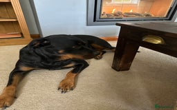 Rottweiler dogs for sale: 3 and a half year old Rottweiler - Image 5