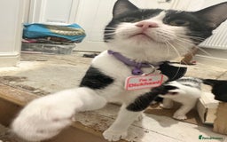 Domestic Shorthair cats for sale: Kittens looking for a loving home  - Advert 1